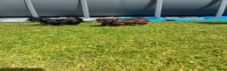 Kruising honden te koop: Labradoodle mini x Boomer pups - Advertentie 7