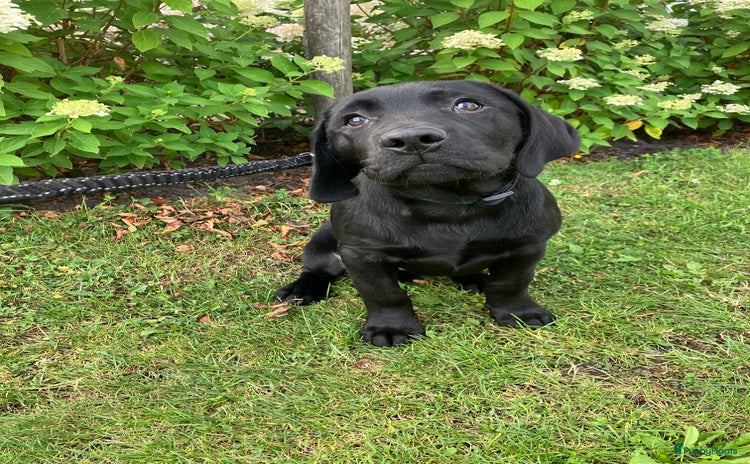 Labrador Retriever honden - Advertentie 1