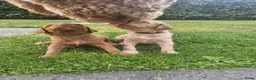 Labradoodle honden te koop: Labradoodle pups  - Advertentie 11