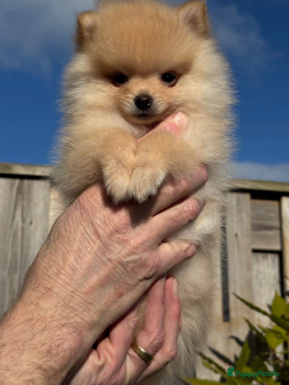 Pomeriaan honden Prachtig klein Pomeriaan puppy  - Advertentie 2