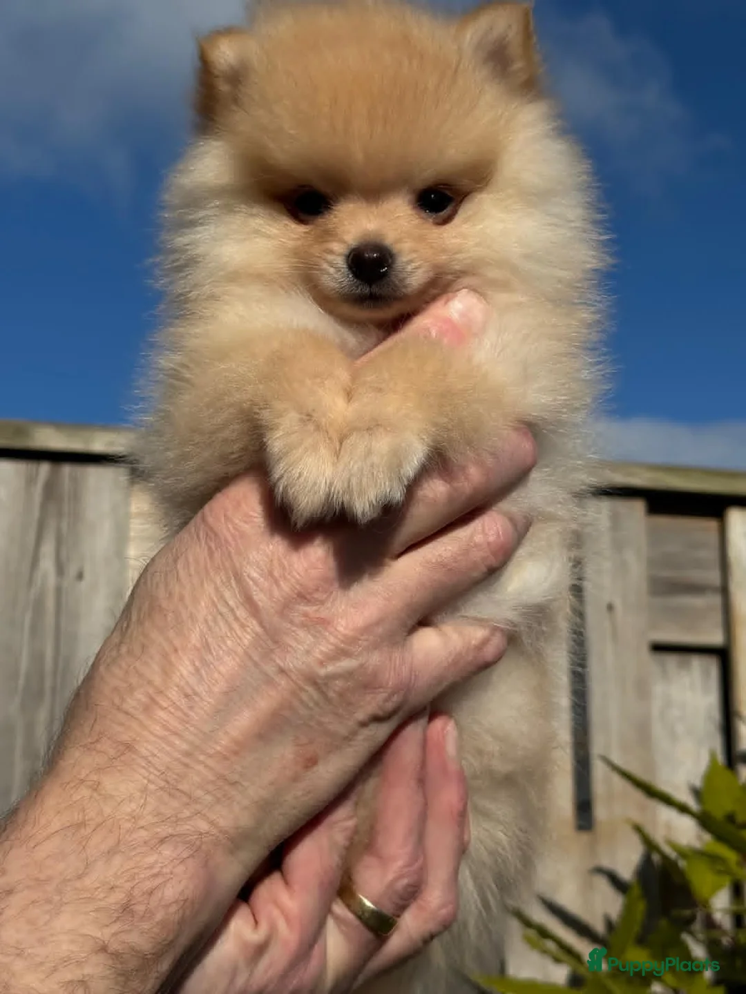 Pomeriaan honden te koop: Prachtig klein Pomeriaan puppy  - Advertentie 1