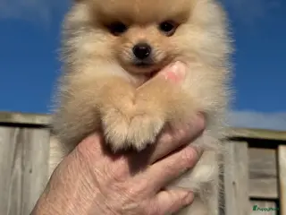 Pomeriaan honden Prachtig klein Pomeriaan puppy - Advertentie 2