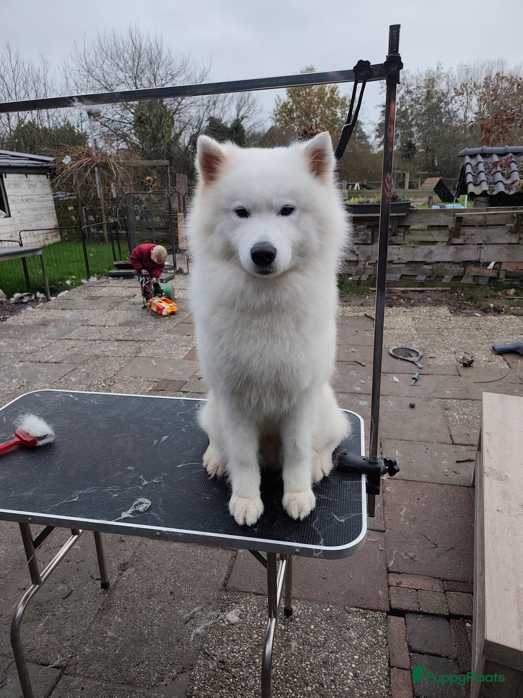 Kruising honden te koop: Zachtaardige Samollie  - Advertentie 12