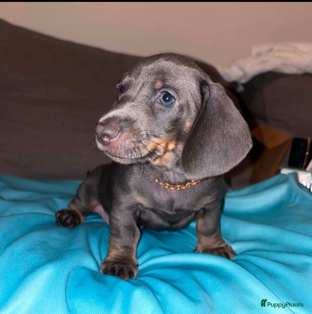 Teckel (korthaar)  honden 🐾 Prachtige Dwergteckel Blue & Tan pups 🐾 - Advertentie 1
