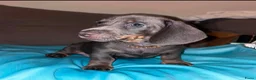 Teckel (korthaar)  honden te koop: 🐾 Prachtige Dwergteckel Blue & Tan pups 🐾 - Advertentie 5