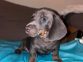 Teckel (korthaar) honden 🐾 Prachtige Dwergteckel Blue & Tan pups 🐾 - Advertentie 1