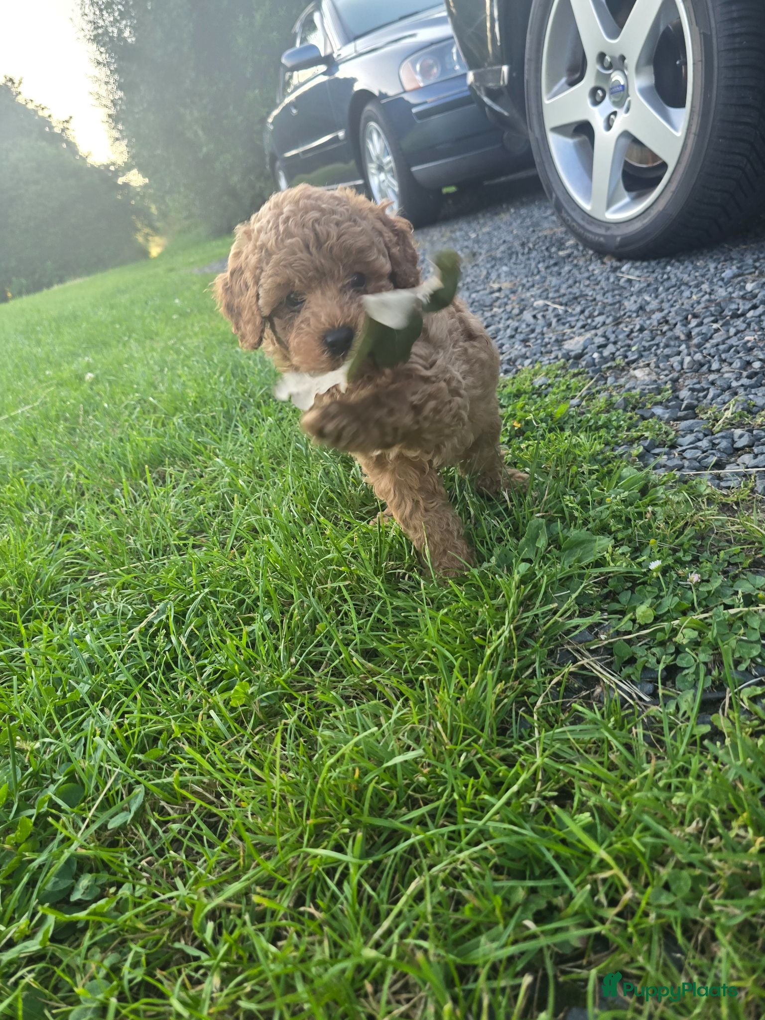 Poedel Toy honden Toypoedel pup - Advertentie 1