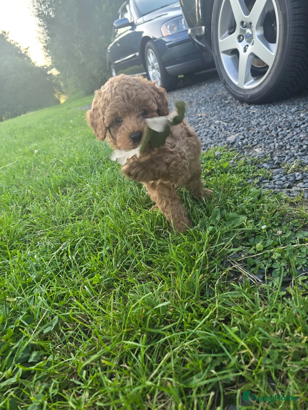 Poedel Toy honden te koop: Toypoedel pup in Langbroek - Advertentie 1