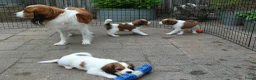 Kooikerhondje honden te koop: Raszuivere Kooikerpups - Advertentie 7