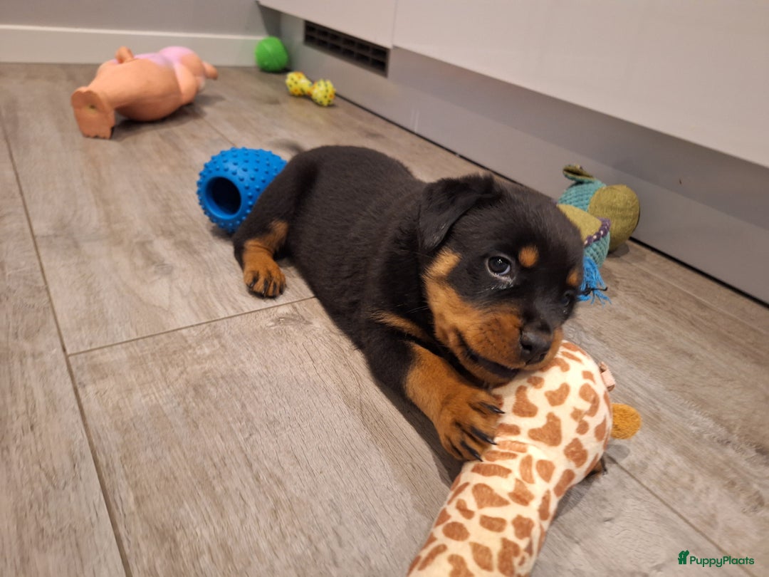 Rottweiler honden te koop: Prachtige Rottweiler pups met STAMBOOM en GARANTIE - Advertentie 8