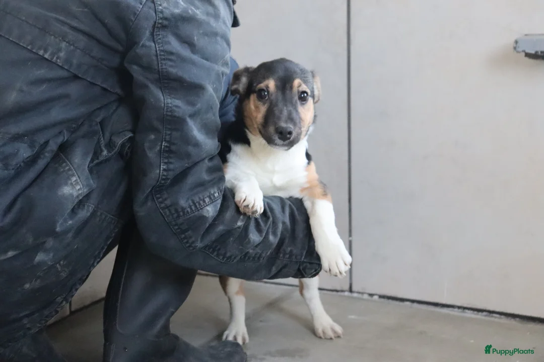 Jack Russel Terriër honden te koop: Zeer lieve en mooie jack russels te koop - Advertentie 3
