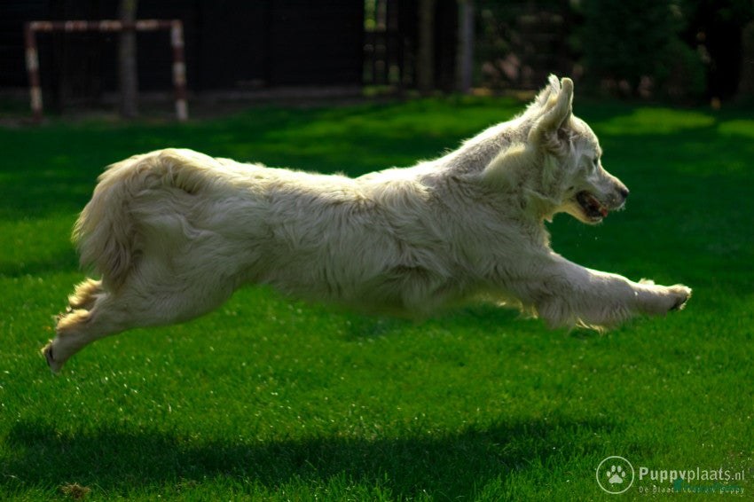 Golden Retriever honden Staat ter dekking Golden retriever dekreu in Ospel - Advertentie 2