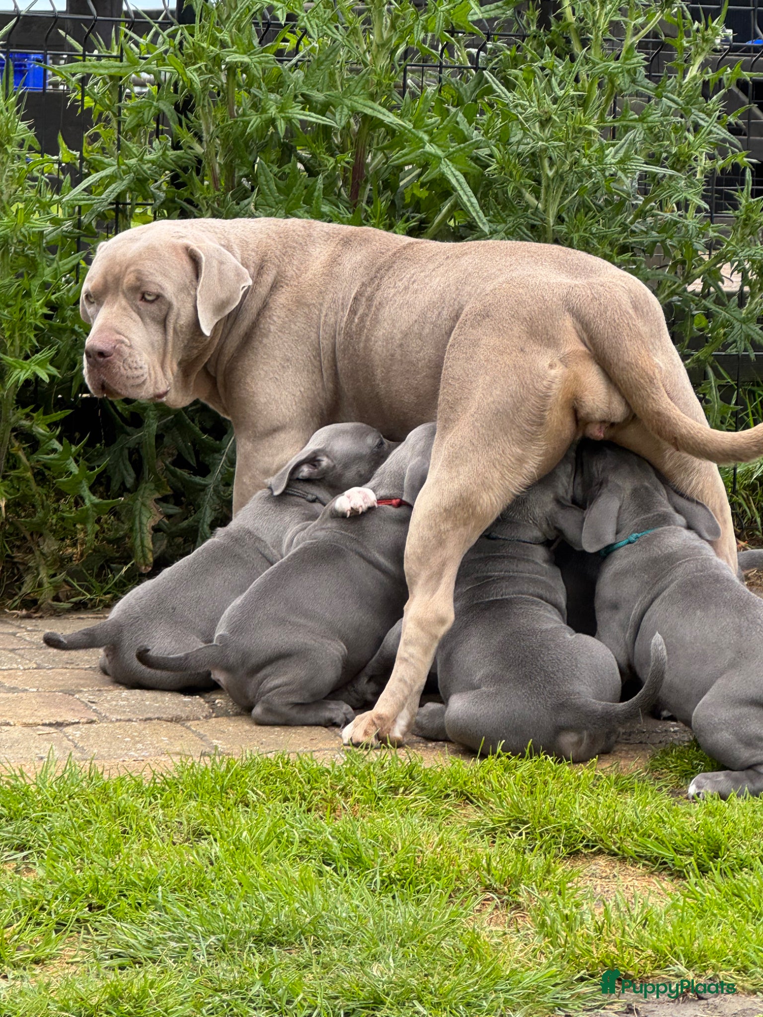 Amerikaanse Bully honden te koop: Am Bully Xl puppies - Advertentie 5