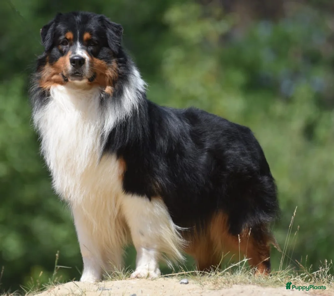 Australian Shepherd honden te koop: 3 prachtige stamboom Aussie reutjes  - Advertentie 2