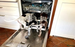Duitse Staande Hond Korthaar honden te koop: Duitste staande korthaar teefje stamboom  in Vaassen - Afbeelding 13