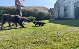 Duitse Staande Hond Langhaar honden te koop: Te koop raszuivere Duitse staande langhaar. - Afbeelding 7