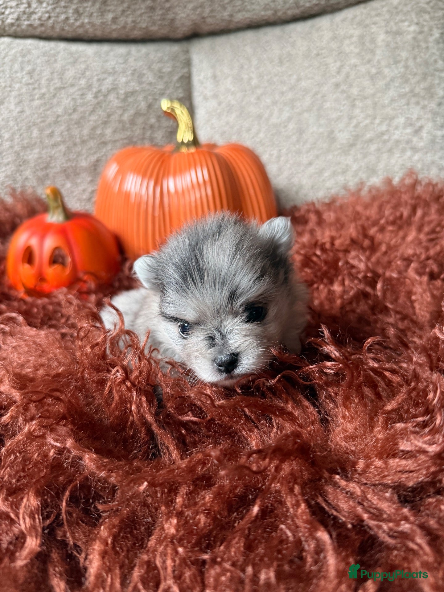 Pomeriaan honden 🩵🩷 Twee bijzondere Pomeriaantjes 🩵🩷 - Advertentie 1