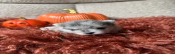 Pomeriaan honden te koop: 🩵🩷 Twee bijzondere Pomeriaantjes 🩵🩷 - Advertentie 3