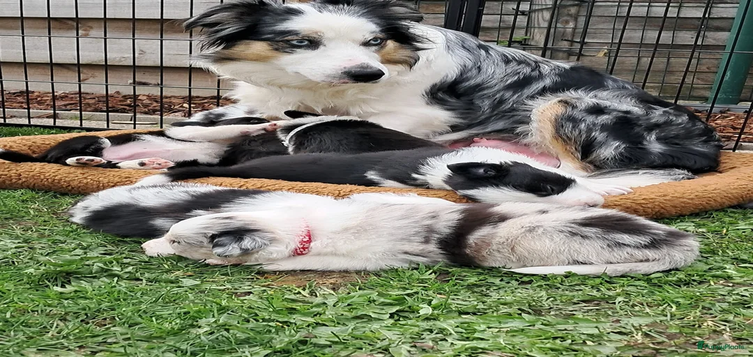 Galerij afbeelding {{count}}