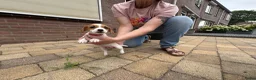 Jack Russel Terriër honden te koop: Jack Russell pups te koop - Advertentie 7
