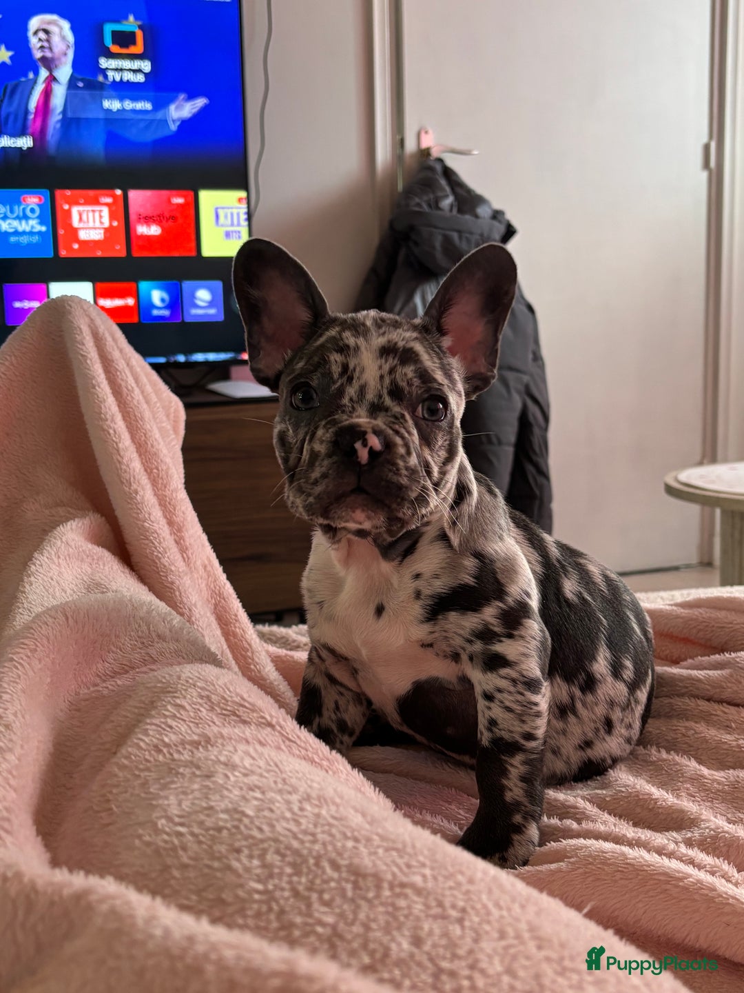 Franse Bulldog honden te koop: Franse bulldog - Advertentie 4