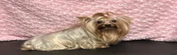 Biewer Terrier honden te koop: Classic Yorkshire teefje - Advertentie 5