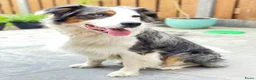 Australian Shepherd honden ter dekking: Dekreu Australian Shepherd blue merle in Ermelo - Advertentie 8