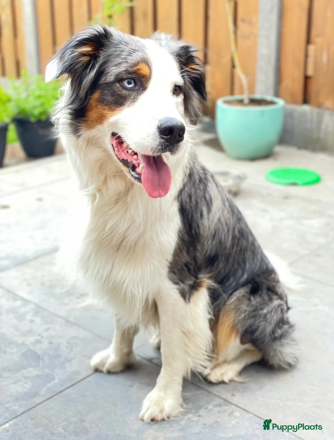 Australian Shepherd honden ter dekking: Dekreu Australian Shepherd blue merle in Ermelo - Advertentie 8