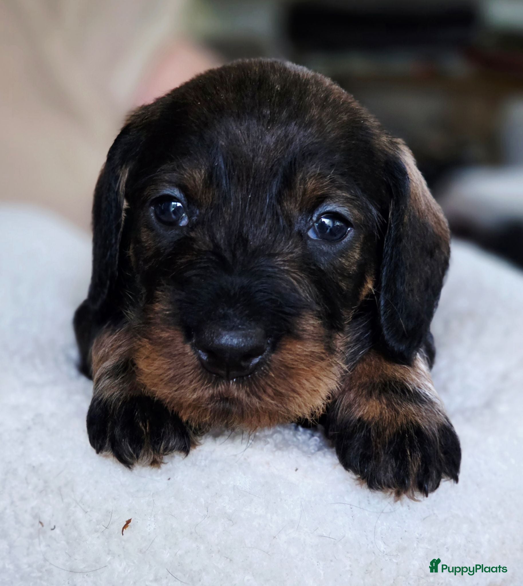 Ruwhaar Teckel honden Ruwharige teckelpups lief karakter en jachtpassie - Advertentie 1