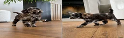 Labradoodle honden te koop: Nog 3 prachtige Labradoodle puppy’s beschikbaar - Advertentie 12