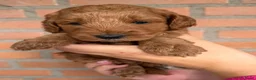 Labradoodle honden te koop: Labradoodle pups  - Advertentie 21