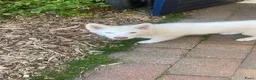 Kruising honden te koop: Shepsky pup in Hurdegaryp - Advertentie 4