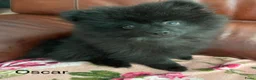 Pomeriaan honden te koop: 2 Prachtige Pomeriaan/dwergkees pups.(Reutjes)💙💙 - Advertentie 19
