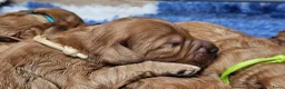 Labradoodle honden te koop: Super mooie Labradoodle pups in Schijndel - Advertentie 13