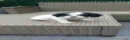 Cavalier King Charles Spaniel honden te koop: Zeer lieve vriendelijke cavalier king charel - Advertentie 2