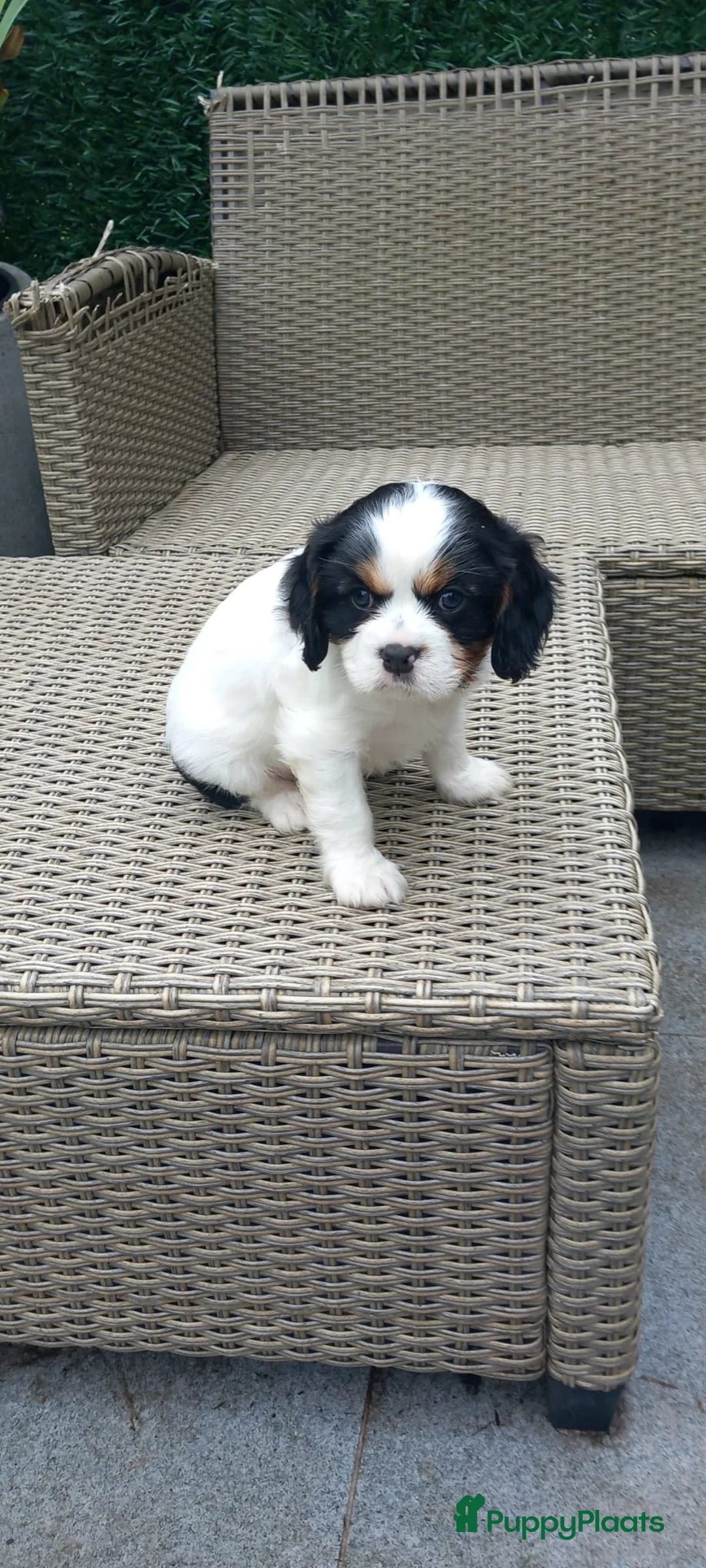 Cavalier King Charles Spaniel honden te koop: Zeer lieve vriendelijke cavalier king charel - Advertentie 2