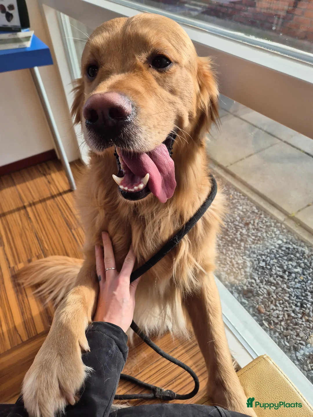 Golden Retriever honden te koop: Liefdevol en huiselijk nest Golden Retriever pups  - Advertentie 8