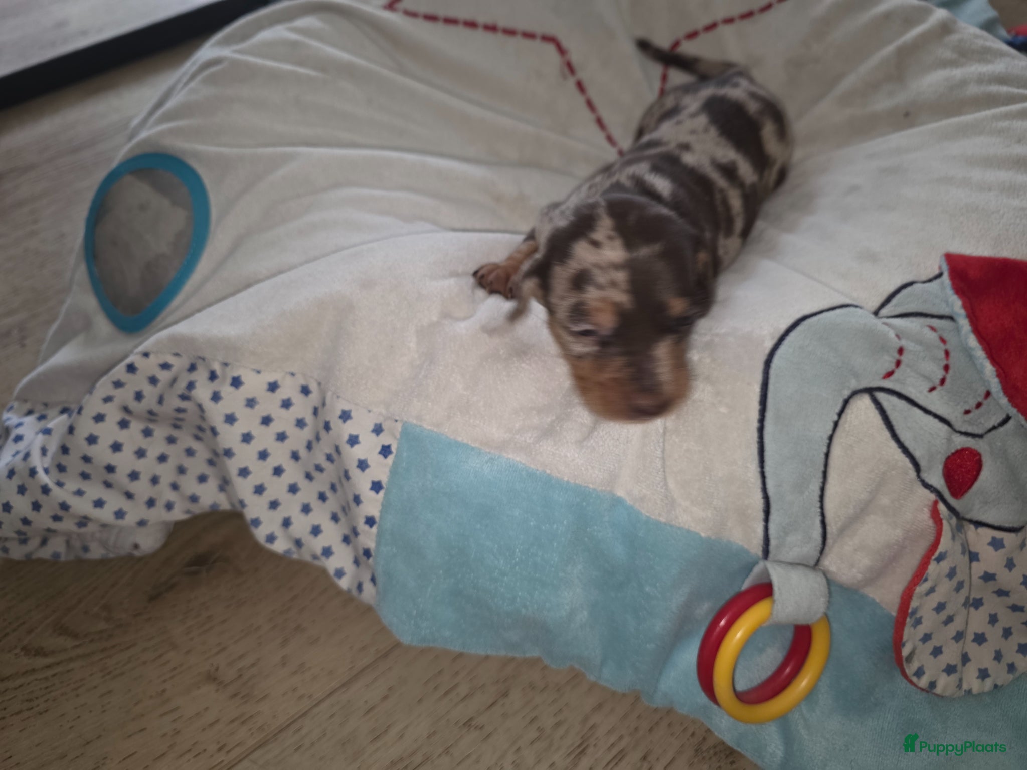Teckel (korthaar)  honden te koop: ❤️ Prachtige, sociale, lieve dwergteckel pups ❤️ - Advertentie 19