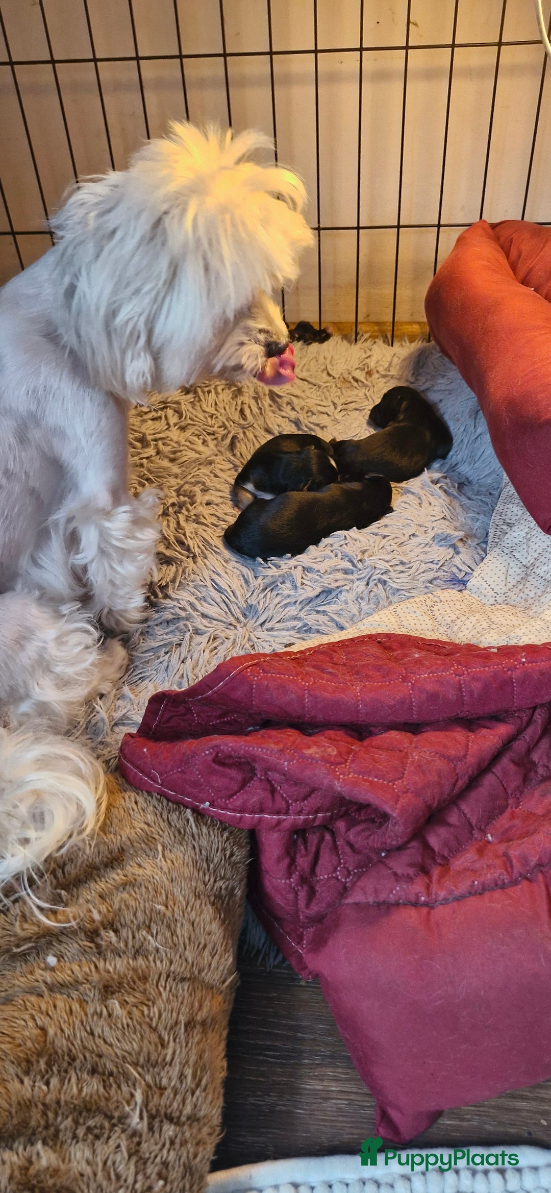 Morkie honden te koop: Morkie - Advertentie 2