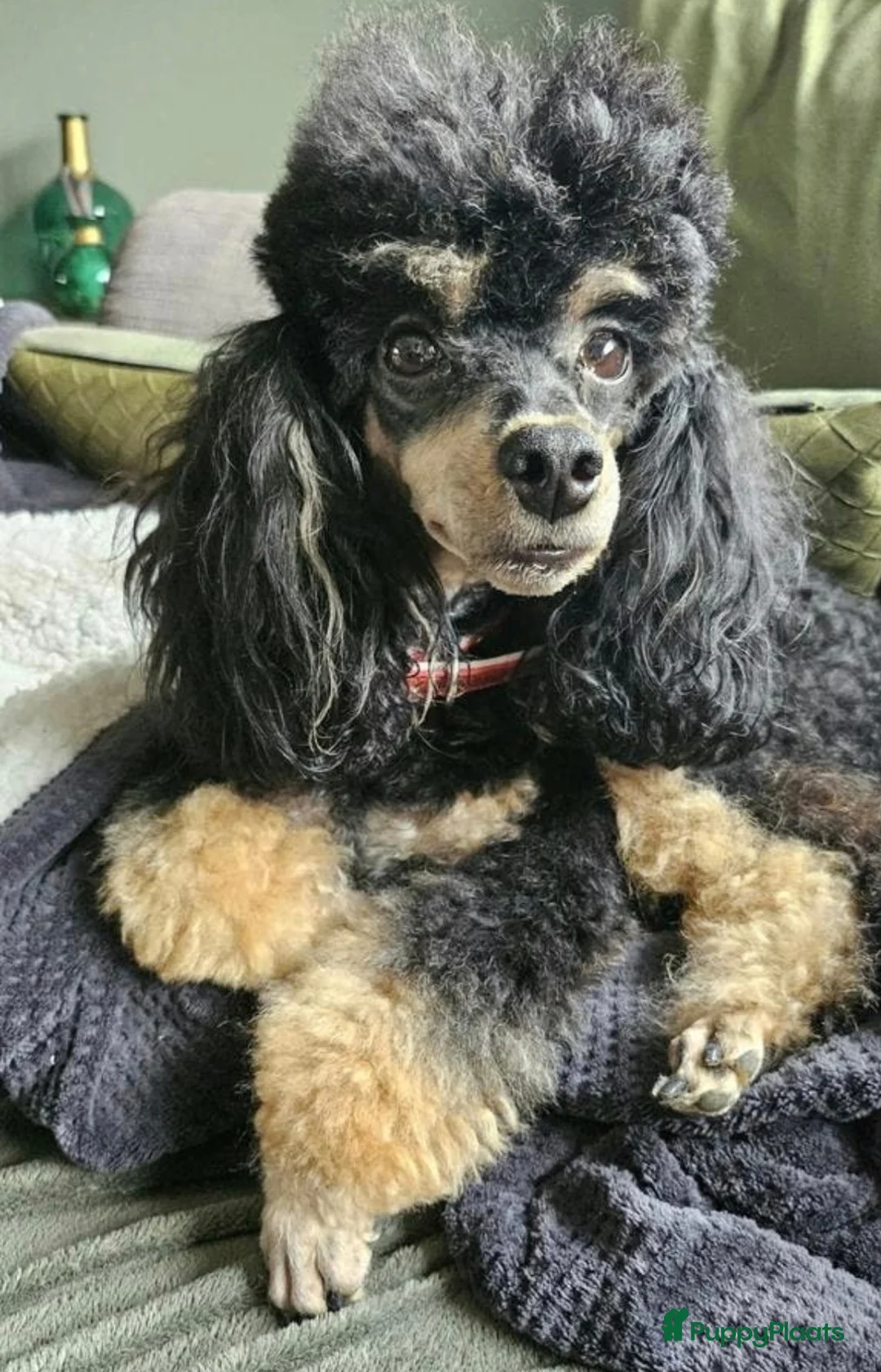 Poedel Toy honden te koop: Prachtig Toy-Dwergpoedel  - Advertentie 1