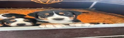 Grote Zwitserse Sennenhond honden te koop: Prachtige Grote Zwitserse Sennenpup - Advertentie 3