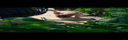Australian Labradoodle honden te koop: Australian labradoodlepups met afstammingsbewijs! - Advertentie 13