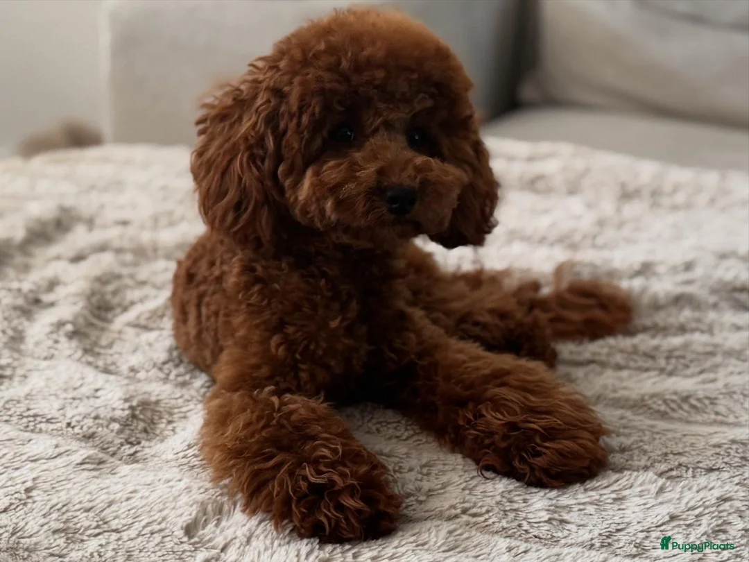 Poedel Toy honden ter dekking: Dekreu toypoedel  - Advertentie 9