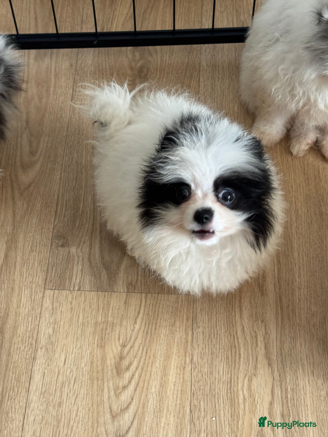 Pomeriaan honden te koop:  puppies mogen nu weg in prijs verlaagd  in Zoetermeer - Afbeelding 23