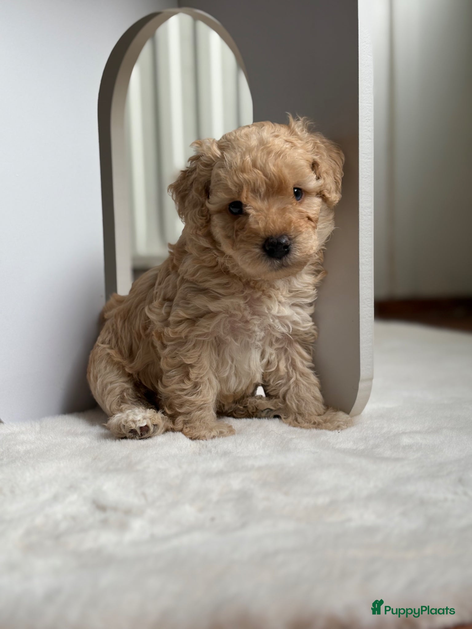 Dwergpoedel honden Dwergpoedel pups - Advertentie 1