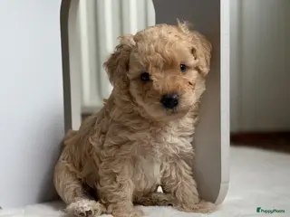 Dwergpoedel honden Dwergpoedel pups - Advertentie 2