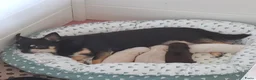 Chihuahua honden te koop: Mooi langharig chihuhmahua teefje - Advertentie 11