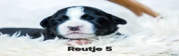 Welsh Corgi Cardigan honden te koop: Cardigan Welsh Corgi pups - Advertentie 15