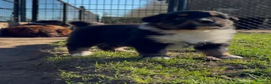 Australian Shepherd Puppy 7