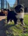 Australian Shepherd Puppy 7